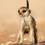 Meerkat Manor in the Kalahari Part 1 - 1