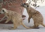 Meerkat Manor in the Kalahari Part 1 - 12