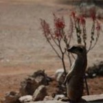 Meerkat Manor in the Kalahari Part 1 - 15