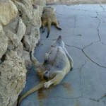 Meerkat Manor in the Kalahari Part 1 - 17