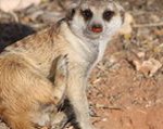 Meerkat Manor in the Kalahari Part 1 - 18