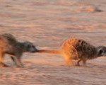 Meerkat Manor in the Kalahari Part 1 - 4