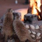 Meerkat Manor in the Kalahari Part 1 - 7