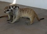 Meerkat Manor in the Kalahari Part 2 - 1