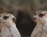 Meerkat Manor in the Kalahari Part 2 - 10