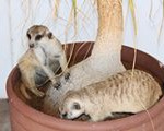 Meerkat Manor in the Kalahari Part 2 - 13