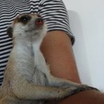 Meerkat Manor in the Kalahari Part 2 - 14