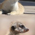 Meerkat Manor in the Kalahari Part 2 - 15