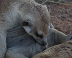 Meerkat Manor in the Kalahari Part 2 - 16