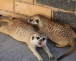 Meerkat Manor in the Kalahari Part 2 - 17