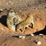 Meerkat Manor in the Kalahari Part 2 - 18