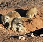 Meerkat Manor in the Kalahari Part 2 - 19