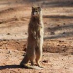 Meerkat Manor in the Kalahari Part 2 - 20