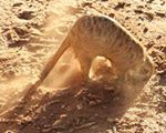 Meerkat Manor in the Kalahari Part 2 - 21
