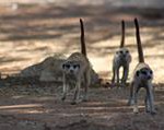 Meerkat Manor in the Kalahari Part 2 - 22