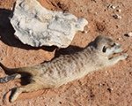 Meerkat Manor in the Kalahari Part 2 - 24