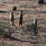 Meerkat Manor in the Kalahari Part 2 - 26