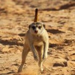 Meerkat Manor in the Kalahari Part 2 - 27