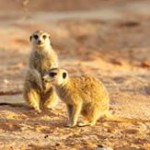 Meerkat Manor in the Kalahari Part 2 - 28