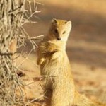 Meerkat Manor in the Kalahari Part 2 - 29