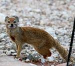 Meerkat Manor in the Kalahari Part 2 - 3