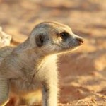 Meerkat Manor in the Kalahari Part 2 - 30