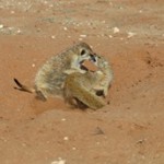 Meerkat Manor in the Kalahari Part 2 - 31