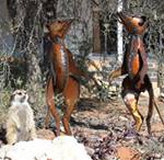 Meerkat Manor in the Kalahari Part 2 - 32