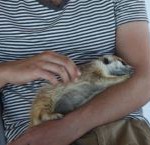 Meerkat Manor in the Kalahari Part 2 - 33