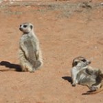 Meerkat Manor in the Kalahari Part 2 - 34