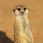 Meerkat Manor in the Kalahari Part 2 - 37