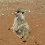 Meerkat Manor in the Kalahari Part 2 - 38
