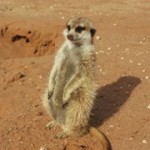 Meerkat Manor in the Kalahari Part 2 - 39