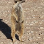 Meerkat Manor in the Kalahari Part 2 - 40