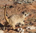 Meerkat Manor in the Kalahari Part 2 - 41