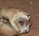 Meerkat Manor in the Kalahari Part 2 - 42