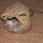 Meerkat Manor in the Kalahari Part 2 - 43