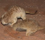 Meerkat Manor in the Kalahari Part 2 - 44