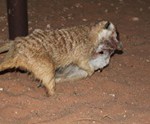 Meerkat Manor in the Kalahari Part 2 - 45
