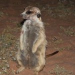 Meerkat Manor in the Kalahari Part 2 - 46