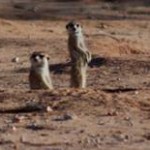 Meerkat Manor in the Kalahari Part 2 - 47