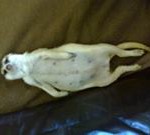 Meerkat Manor in the Kalahari Part 2 - 49