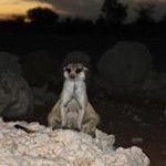 Meerkat Manor in the Kalahari Part 2 - 5