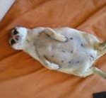 Meerkat Manor in the Kalahari Part 2 - 50