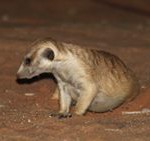 Meerkat Manor in the Kalahari Part 2 - 51