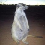 Meerkat Manor in the Kalahari Part 2 - 52