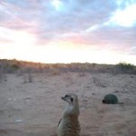 Meerkat Manor in the Kalahari Part 2 - 53