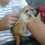 Meerkat Manor in the Kalahari Part 2 - 54