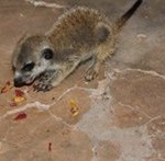 Meerkat Manor in the Kalahari Part 2 - 56