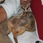 Meerkat Manor in the Kalahari Part 2 - 57